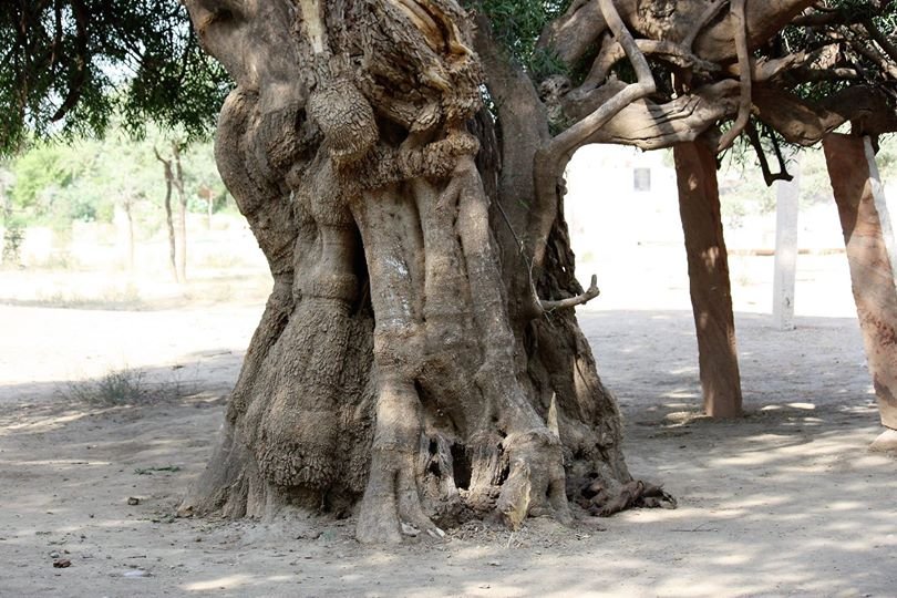 Khejri-tree-at-Khejarli-village